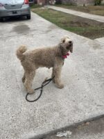 Labradoodle and litter of 8 puppies in dire need of emergency care amid owner’s medical situation