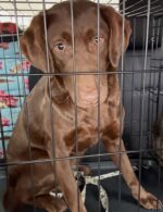 Owner unable to continue breeding Labrador retrievers made decision to reach out to rescuers to place 12 dogs