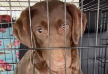 Owner unable to continue breeding Labrador retrievers made decision to reach out to rescuers to place 12 dogs