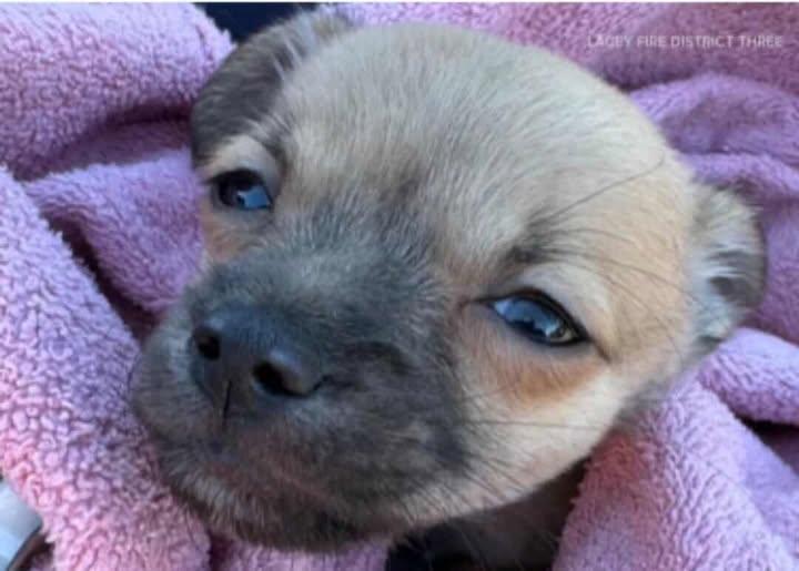 Firefighters revived puppy with Narcan after fentanyl overdose Firefighters revived puppy with Narcan after fentanyl overdose