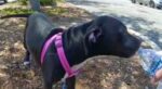 Puppy rescued from hot car: Owner arrested Puppy rescued from hot car: Owner arrested