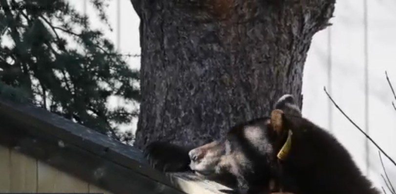 Wildlife officials reversed course planning to euthanize mother bear and cub in Lake Tahoe