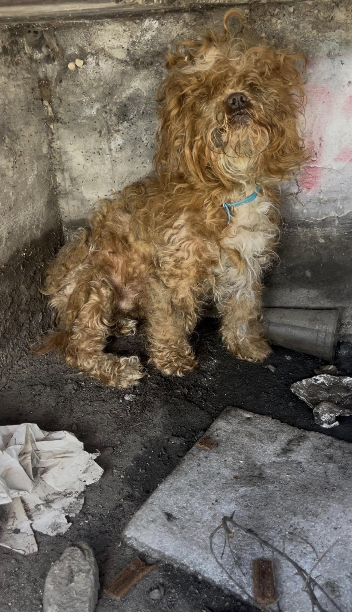 Abandoned dog had been living in the sewer hoping someone would save him Abandoned dog had been living in the sewer hoping someone would save him