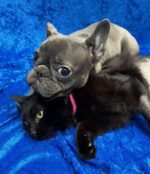 French bulldog and kitten that experienced trauma needing amputations become best tripod friends
