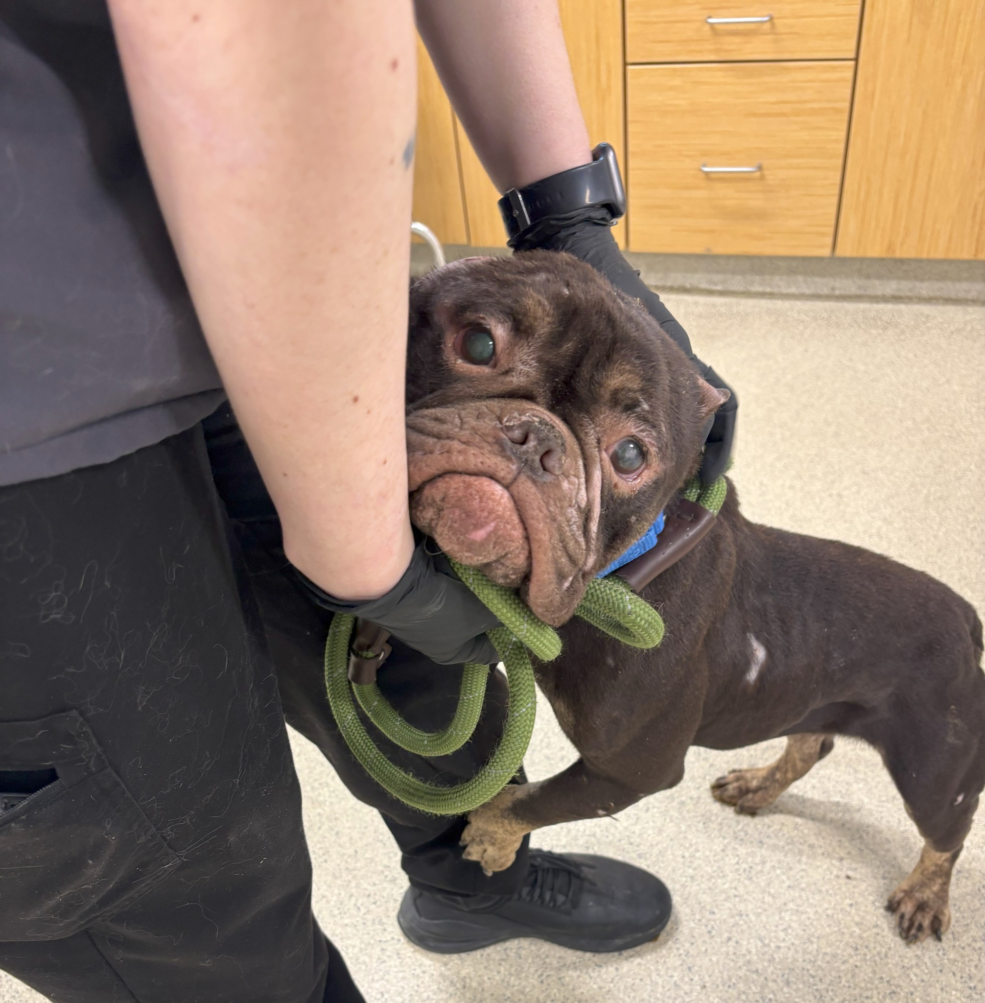 Animal advocates offer $6K reward for information leading to arrest of person who abused dog found with ear missing Animal advocates offer $6K reward for information leading to arrest of person who abused dog found with ear missing