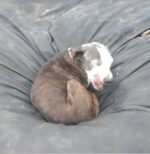 14-year-old abandoned dog starving and freezing sighs with relief when she cuddles up in rescuer’s warm bed 14-year-old abandoned dog starving and freezing sighs with relief when she cuddles up in rescuer’s warm bed