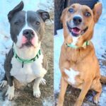 Former owners ‘reason for surrender’ blank on pet history forms but shelter felt their heartbreaking separation