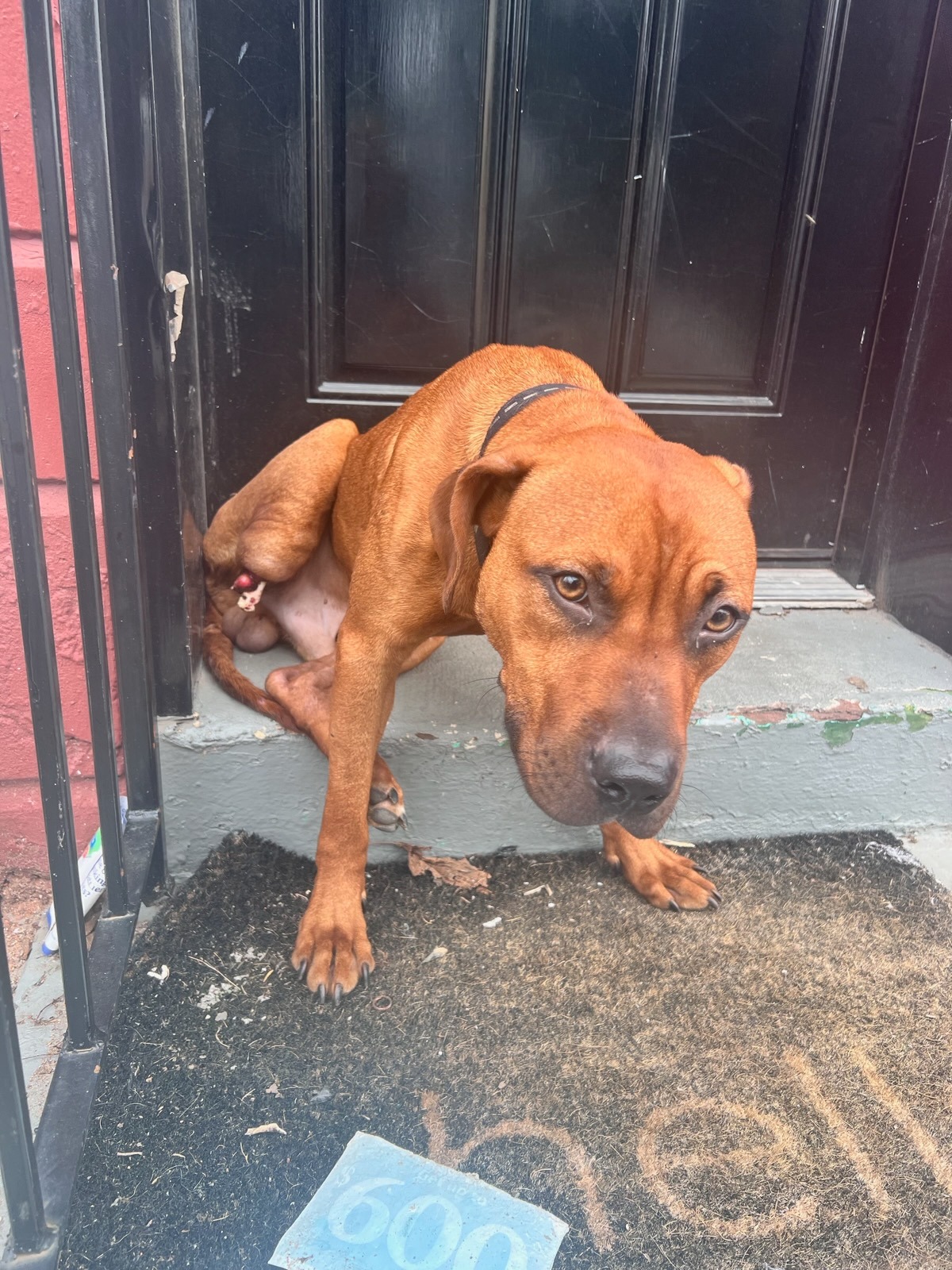 Sweetest dog missing hind leg abandoned on front step waiting for help finds love and care just in time Sweetest dog missing hind leg abandoned on front step waiting for help finds love and care just in time