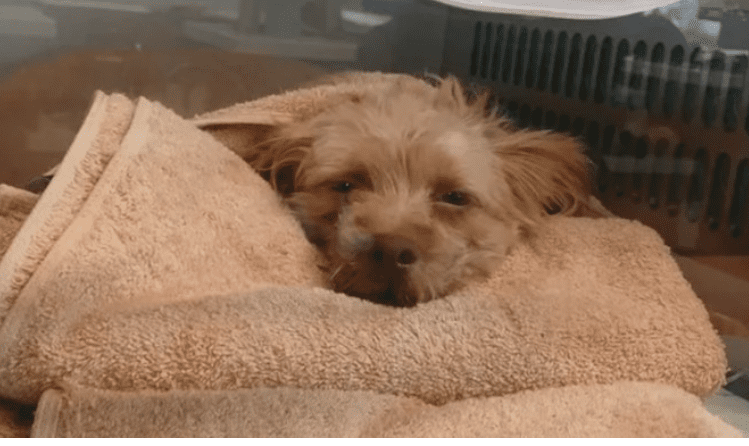 Three-month-old puppy fell into murky pool behind home rescued from drowning by fire department