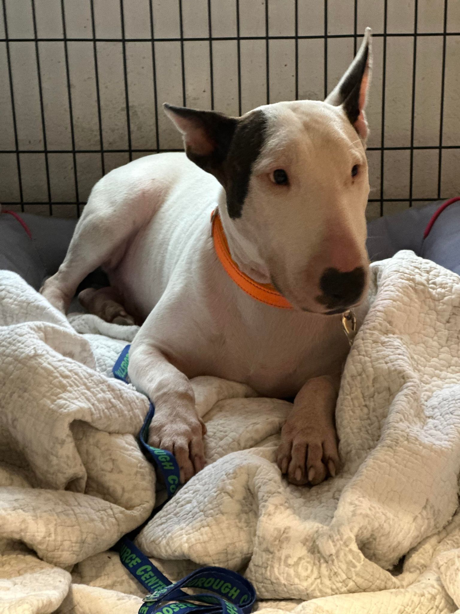 UPDATE: Dog tied to pole ahead of Hurricane Milton rescued by Florida Highway Patrol