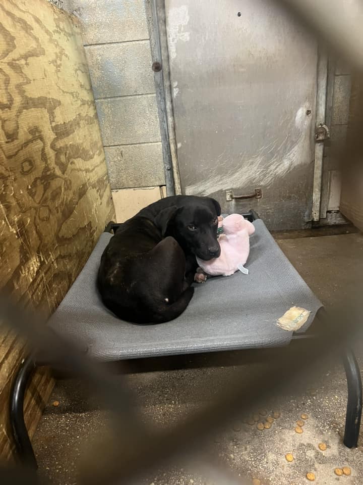 Dog abandoned and left to starve gifted his first stuffy at adoption event and the two are inseparable