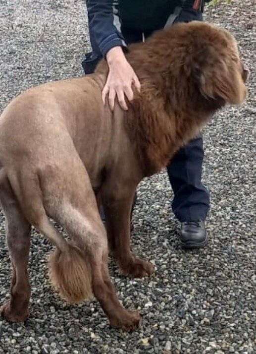 ‘Lion’ on the loose feared in Ireland turned out to be large dog with fancy haircut ‘Lion’ on the loose feared in Ireland turned out to be large dog with fancy haircut