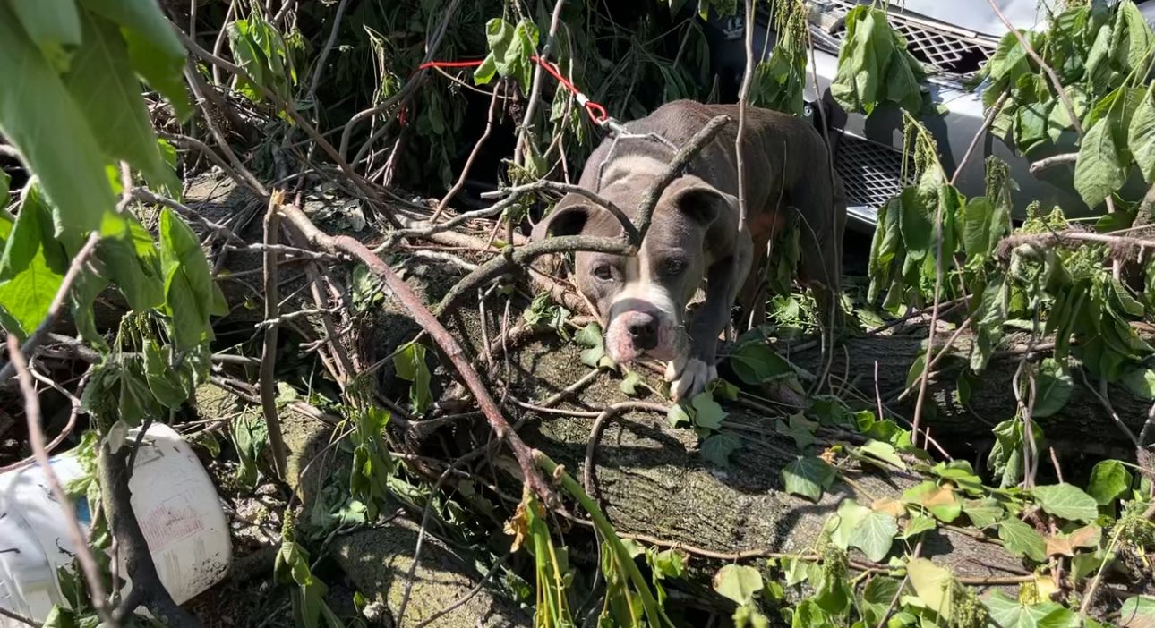 Abandoned dog chained with padlock trapped under fallen trees that saved her life as tornado swept through St. Louis