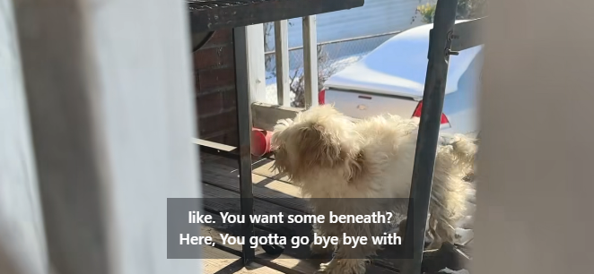 Tiny frightened stray dog ‘porch-hopping’ in 7 degree weather for weeks meets persistent rescuer