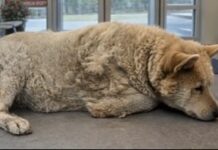 Family abandoned 15-year-old dog at shelter lobby and didn’t even leave her name