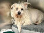 Abandoned 17-year-old dog at NYC shelter in heartbreaking condition ‘doing better than ever hoped’