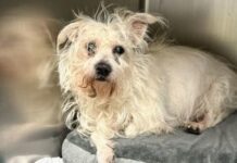 Abandoned 17-year-old dog at NYC shelter in heartbreaking condition ‘doing better than ever hoped’