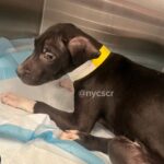 911 call for abused puppy receiving help because neighbors refused to ignore his cries