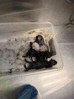 Newborn kittens safe after mother accidentally dropped them in open can of black paint Newborn kittens safe after mother accidentally dropped them in open can of black paint