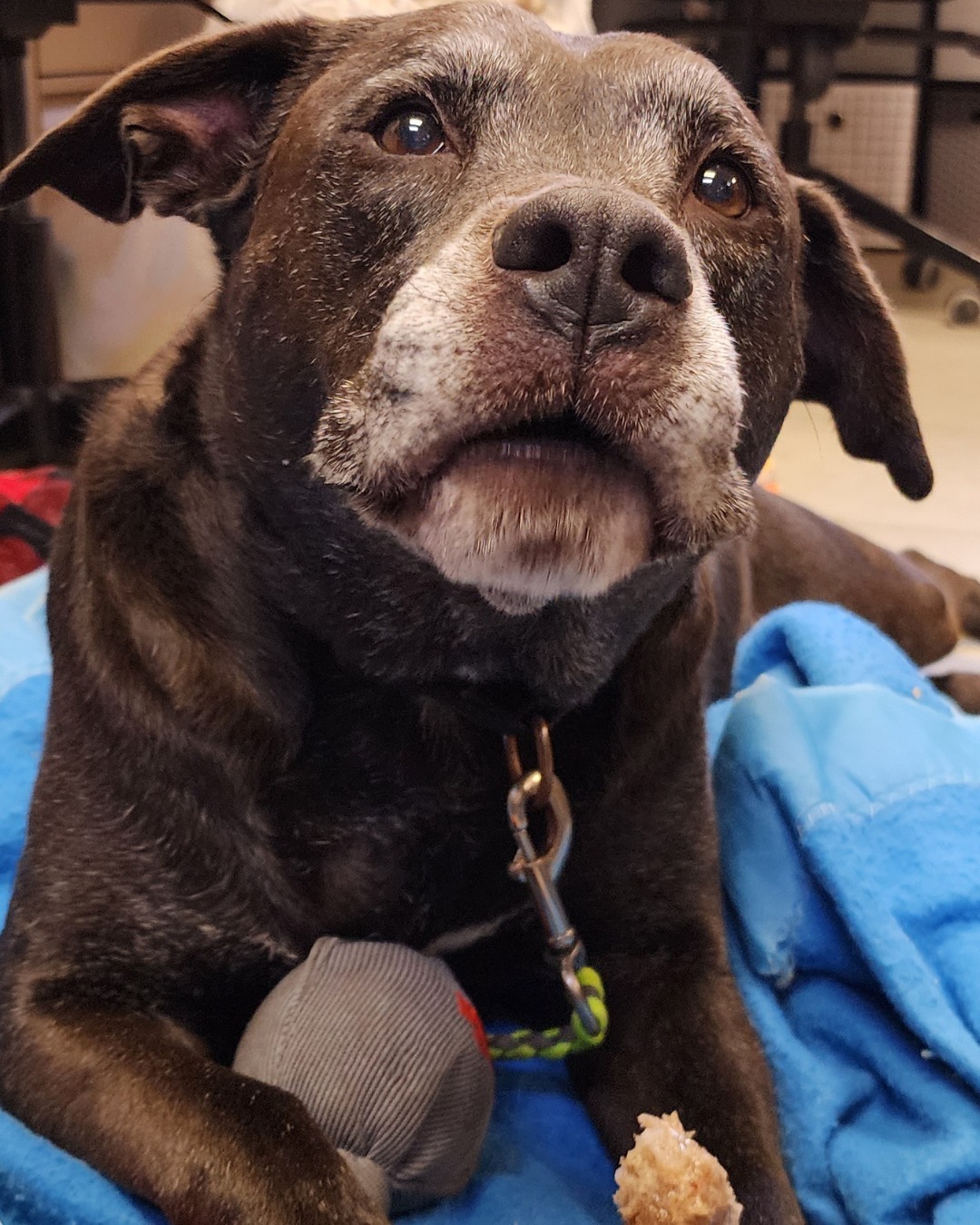 Senior dog ‘crying softly’ mourns death of her owner at Texas shelter in need of second chance home