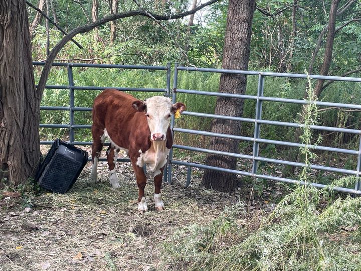 Bull on loose in Boston for months dubbed ‘Moodini’ finally captured