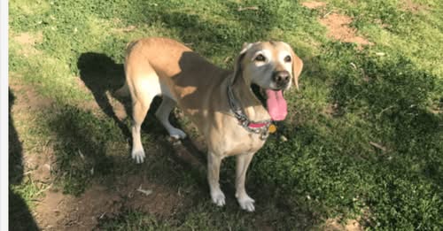 Public’s help needed to find 93 year old man’s beloved lost dog