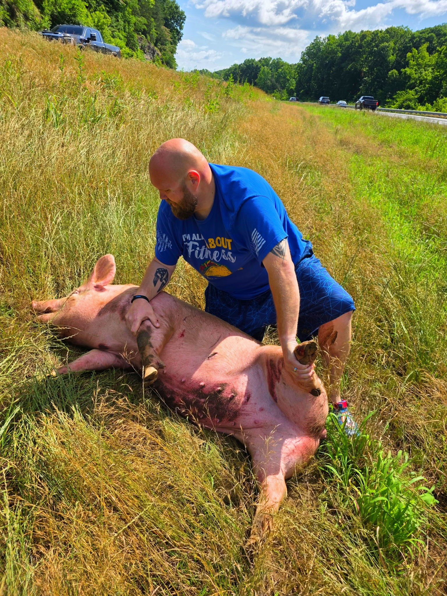 Miss Piggy’s great rescue: This piggy did not go to market