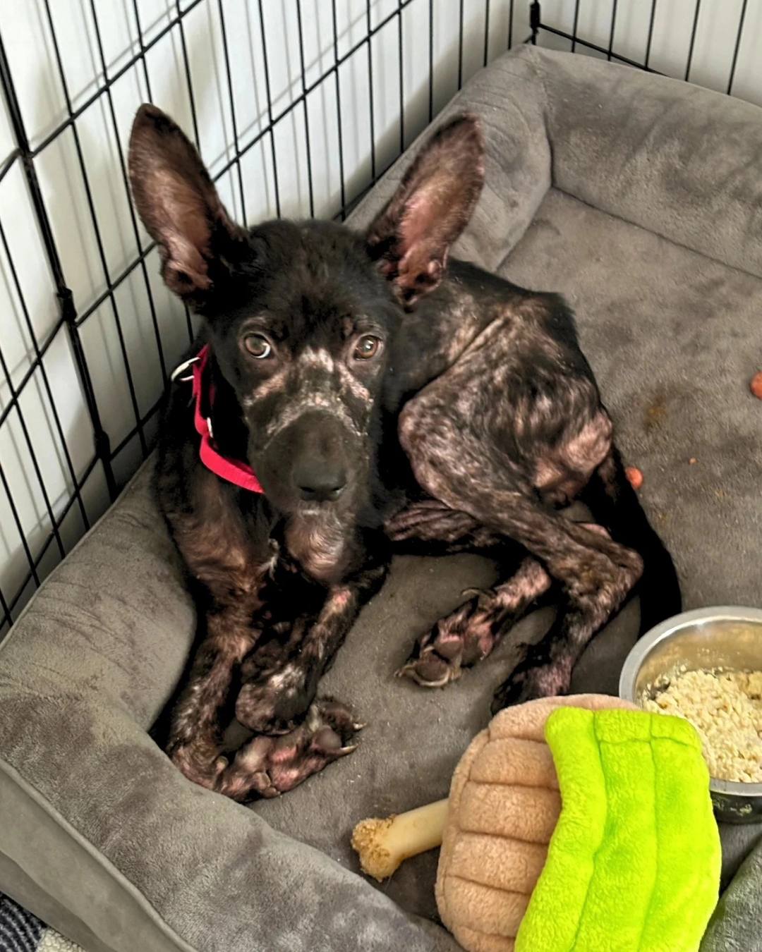 Neglected five month old puppy sought comfort on stranger’s porch and rescuers stepped up to help Neglected five month old puppy sought comfort on stranger’s porch and rescuers stepped up to help