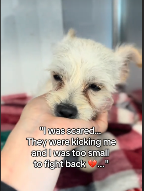 Heartbreaking: Five pound puppy tossed out of home for being ‘too active’ gets kicked around by mean kids
