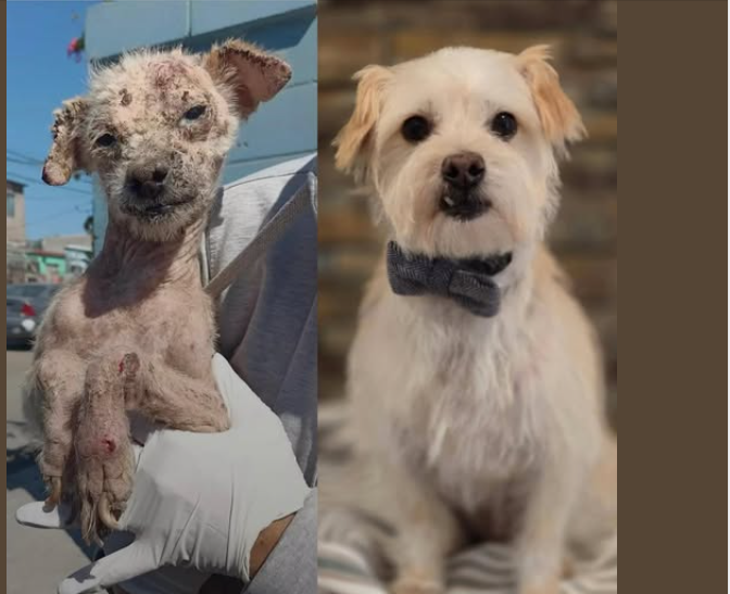 Heartwarming: Dog’s transition from terribly neglected to the most amazing recovery