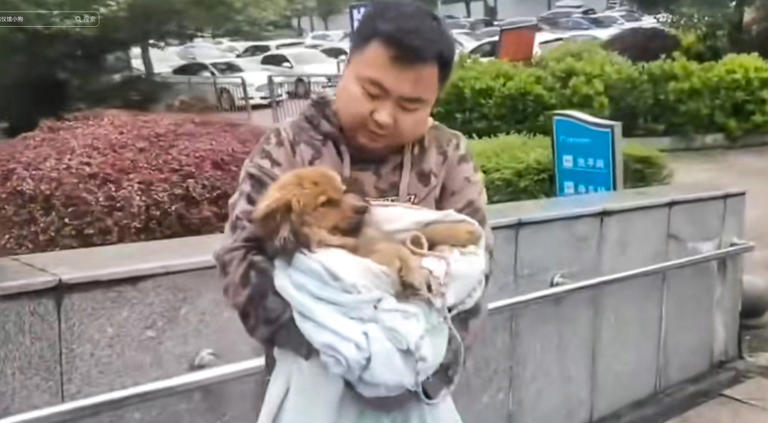 Loyal dog interred owner