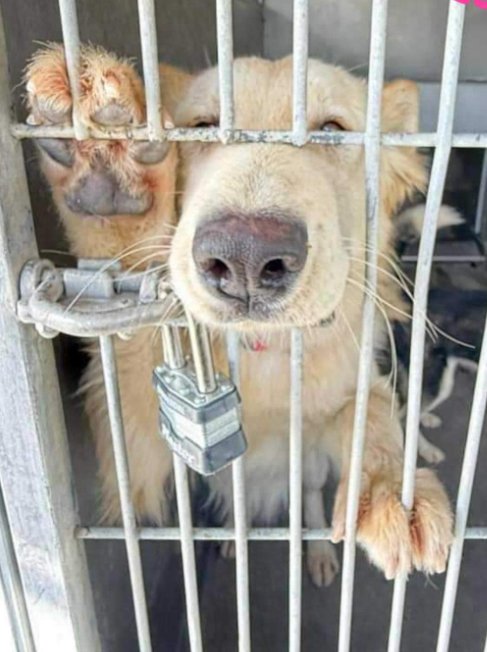 Beautiful puppy’s plea from behind bars at overcrowded shelter Beautiful puppy’s plea from behind bars at overcrowded shelter