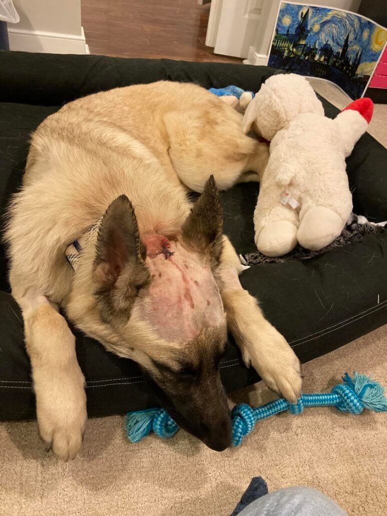Luca-shepherd-773x1030