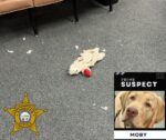 Sheriff’s office investigating stuffed lamb ‘organized squeaker crime scene with intent to defluff’