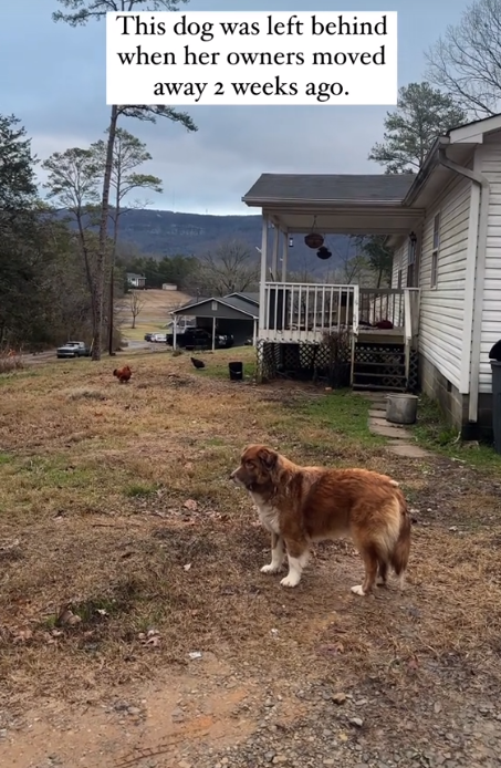 Luck's rescue
