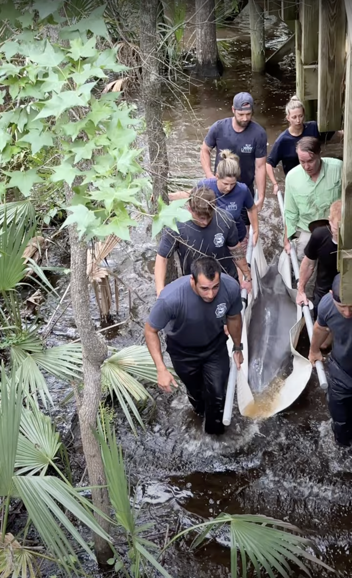 Lucky the 500 pound dolphin rescued from shallow high tide flood trap