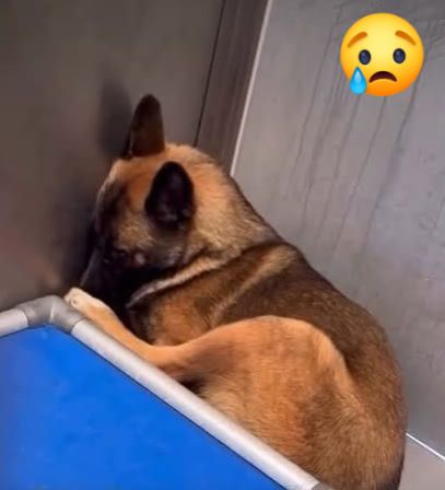 Surrendered to shelter for being one too many leading to heartbreaking outcome for 9 month old puppy Surrendered to shelter for being one too many leading to heartbreaking outcome for 9 month old puppy