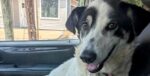 Local authorities nab Army veteran’s dog he rescued from ISIS because of neighbor dispute Local authorities nab Army veteran’s dog he rescued from ISIS because of neighbor dispute