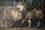 Notorious shuttered zoo in Argentina that neglected and drugged wild animals for photo ops being rescued