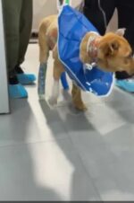 Dog makes first miraculous steps toward recovery after set on fire at homeless camp