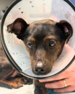 Abandoned at rural shelter with urgent medical needs donations, compassion and outrage saved dog’s life