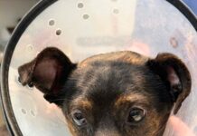Abandoned at rural shelter with urgent medical needs donations, compassion and outrage saved dog’s life