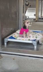 Surrendered Yorkie in her pink sweater frantically stands on back legs searching for family who left her behind