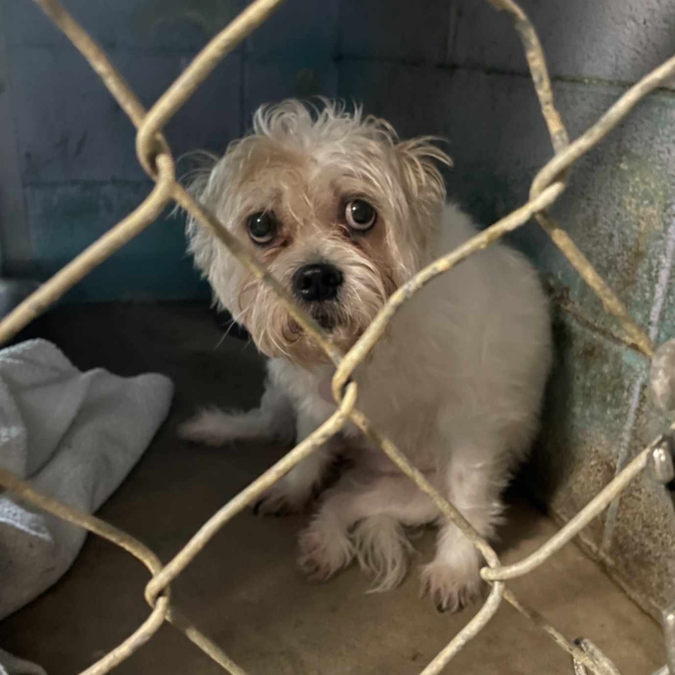 Little Luna devastated after her family surrendered her to shelter for nipping at children