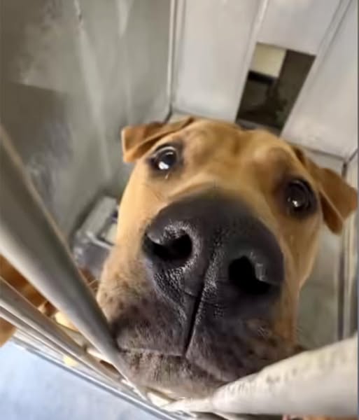 Heartbreaking: Every morning Luna wakes up at California shelter hoping this will be the day she goes home Heartbreaking: Every morning Luna wakes up at California shelter hoping this will be the day she goes home