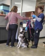 Loyal husky looks adoringly at owner while being surrendered to crowded animal shelter Loyal husky looks adoringly at owner while being surrendered to crowded animal shelter