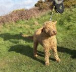 Dog stranded on cliff brought to safety by 40 rescuers after 11 hours