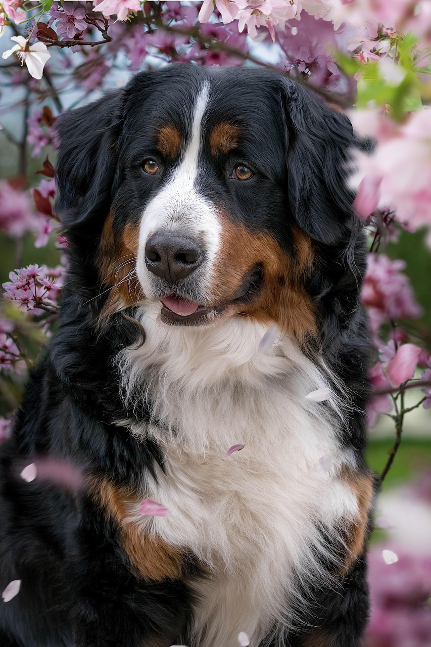 Bernese Mountain pup underwent surgery to remove 24 socks + from her stomach