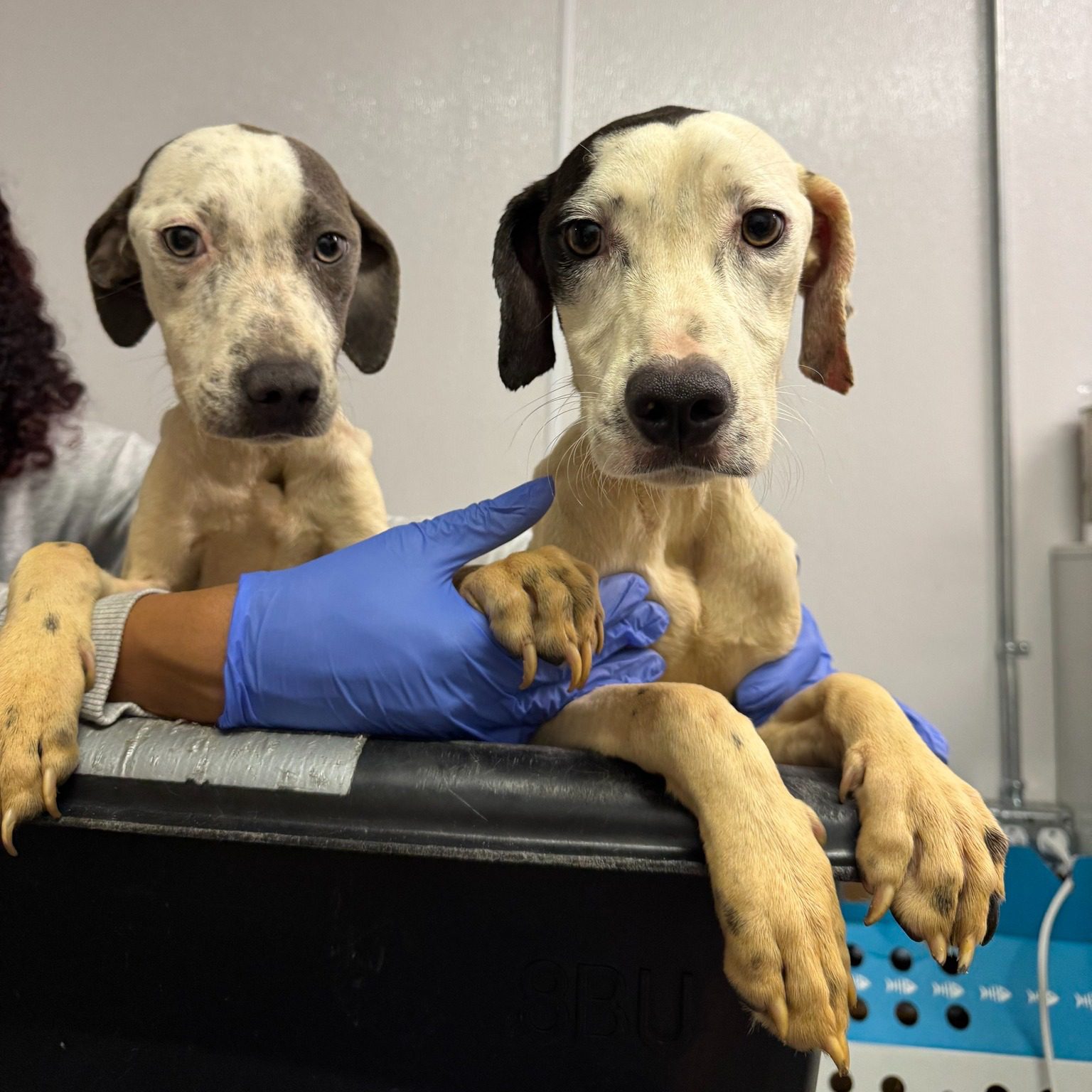 Public outrage as emaciated dogs dumped behind Tampa gas station fight for their lives