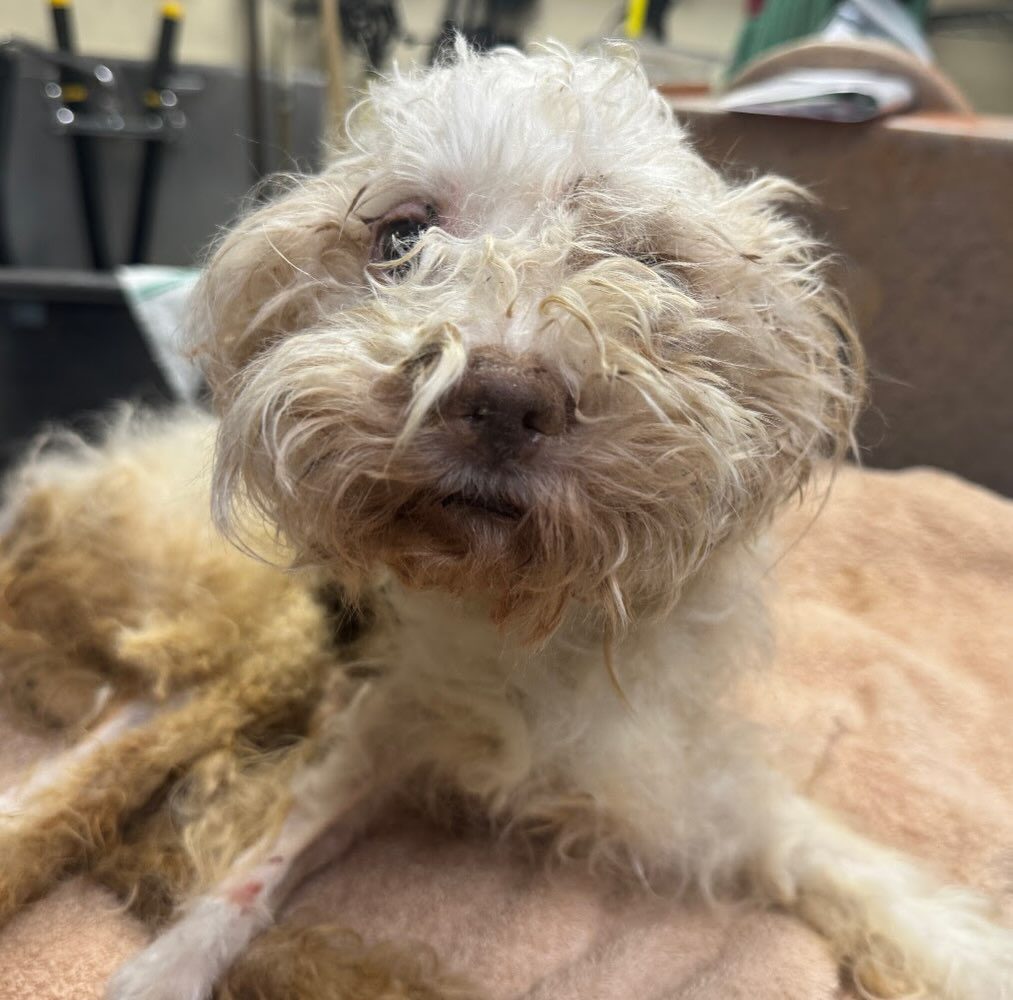 Heartbreaking case of tiny emaciated poodle carried into NYC shelter but ‘flicker of hope’ changing his future